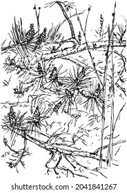 Branches of a young pine, needles, cones and  shoots. Ink pen drawing, vector image