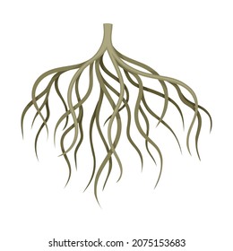 Branchy root of a tree or bush. Botany or dendrology design element vector illustration