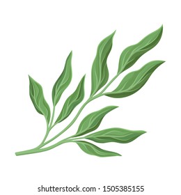 Branchy stem with leaves. Vector illustration on a white background.