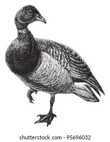 Brant Goose (Branta bernicla) / vintage illustration from Meyers Konversations-Lexikon 1897