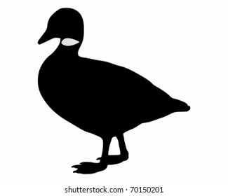 Gänseblümchen