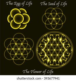 Brass vector flower of life evolution, egg, sacred geometry seed symbols