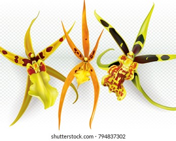 Brassada Banfieldara Aliceara hybrids orchids flowers on a transparent background. Vector illustration