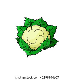 Brassica isolated cauliflower cabbage. Vector vegetable food, white cauliflower head with green leaves