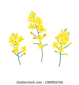 Brassica napus, rapeseed, colza, oil seed, canola vector illustration. The concept of rapeseed oil or honey. Flat vector illustration isolated on white background