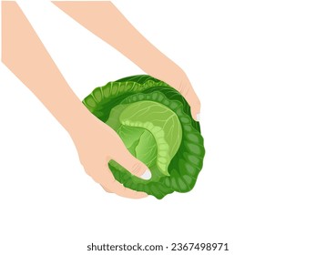 Brassica oleracea on a white background.