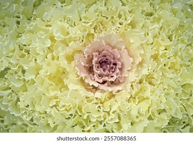 Brassica oleracea tricolor. Delicate pink and white decorative cabbage, ornamental kale background pattern. White cabbage has a pink center. Colorful ornamental cabbage texture vector illustration.
