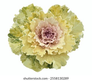 Brassica oleracea tricolor isolated on white background. Pink and white decorative cabbage, ornamental kale pattern. White cabbage has a pink center. Ornamental cabbage texture vector illustration.