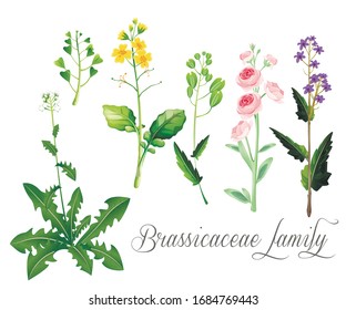 Brassicaceae family. Cruciferae. Flowering plants. Botanical illustration.