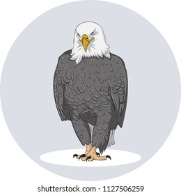 A brave and wild eagle