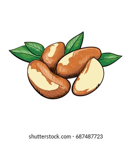 Brazil Nut 