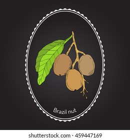 Brazil nut (Bertholletia excelsa). Hand drawn botanical vector illustration