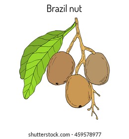 Brazil nut (Bertholletia excelsa). Hand drawn botanical vector illustration