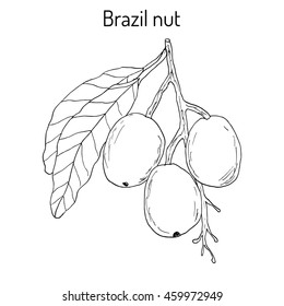 Brazil nut (Bertholletia excelsa). Hand drawn botanical vector illustration
