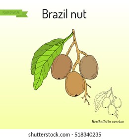Brazil nut (Bertholletia excelsa). Hand drawn botanical vector illustration