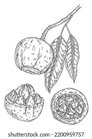 Brazil nut branch with leaves. Vector vintage engraving illustration. Isolated on white background. Hand drawn design element for label and poster