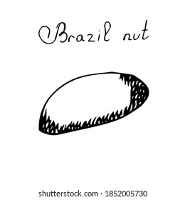Brasilianische Nussklammer, Vektorgrafik, handgezeichnet 