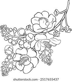 Brazil Nut Flowers Outline Illustration