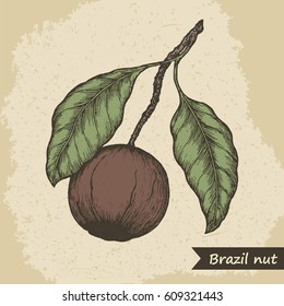 Brazil nut fruit, vintage engraved vector illustration.