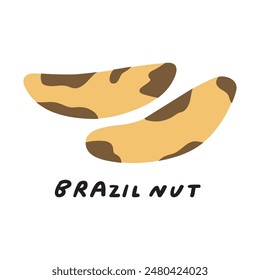 Brazil nut. Healthy organic food. Vector flat illustration on white background.