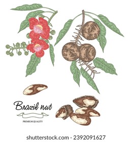 Brazil nut plant with nuts, leaves and flowers. Hand drawn branch Bertholletia excelsa. Vector illustration in colorful engraved style.
