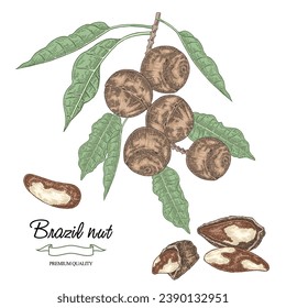 Brazil nut plant vector illustration. Hand drawn branch Bertholletia excelsa with ripe nuts. 