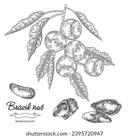 Ilustración vectorial de la planta de nueces de Brasil. Bertholletia destaca ramificación con nueces maduras. Dibujado a mano.