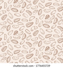 Brazil nut seed, plant set. Hand drawn style. Retro vintage graphic design. Detailed botanical vector sketch for Organic Food, cosmetics component