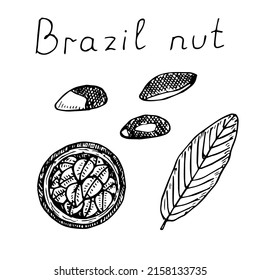 Brazil nut set vector illustration, hand drawing sketch