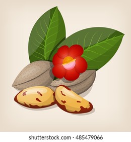 Brazil nuts with flowers and leaves. Vector illustration.