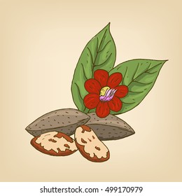 Brazil nuts with flowers and leaves. Vector illustration. Hand drawn illustration.