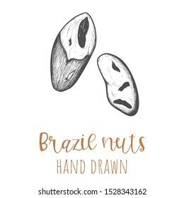 Brazil nuts hand drawn illustration, isolated vector design element.