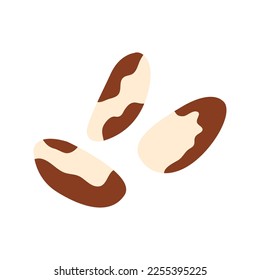 Brazil nuts icon isolated on white. Bertholletia. Vector illustration