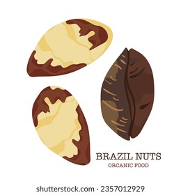 Brazil nuts seeds in cartoon style for the banner template, package, and farmers market design symbol with text isolated on a white background.