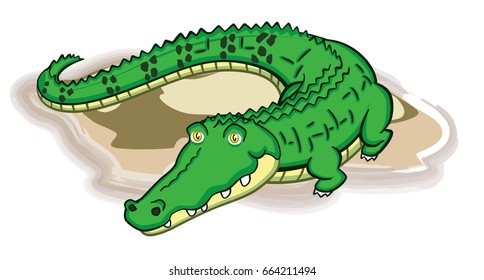 Brazilian alligator
