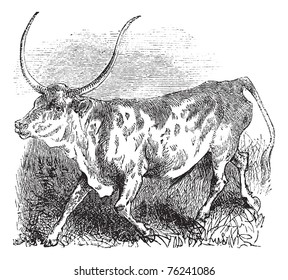 Brazilian cow, vintage engraved illustration of Brazilian cow. Old engraving of a brazillian cow running.