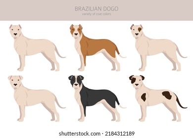 Brazilian Dogo Clipart Different Coat Colors Stock Vector (Royalty Free ...