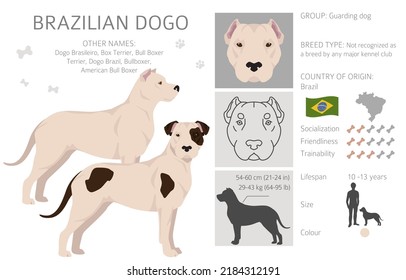 Brazilian Dogo clipart. Different coat colors and poses set.  Vector illustration