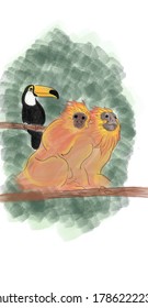 Brazilian fauna. Atlantic forest. Golden lion tamarin and toucan