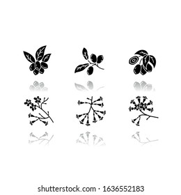 Brazilian flora drop shadow black glyph icons set. Miracle fruit. Ipe tree. Plumeria and jojoba. South american plant. Botany. Tropical blossom. Isolated vector illustrations on white space