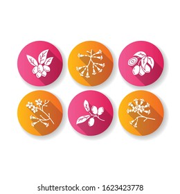 Brazilian flora flat design long shadow glyph icons set. Miracle fruit. Ipe tree. Plumeria and jojoba. South american plant. Botany. Tropical blossom. Silhouette RGB color illustration