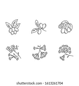 Brazilian flora pixel perfect linear icons set. Miracle fruit. Ipe tree. Plumeria and jojoba. South american plant. Botany. Tropical blossom. Isolated vector outline illustrations. Editable stroke