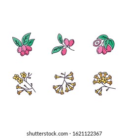 Brazilian flora yellow RGB color icons set. Miracle fruit. Ipe tree. Plumeria and jojoba. South american plant. Botany. Tropical blossom. Isolated vector illustrations