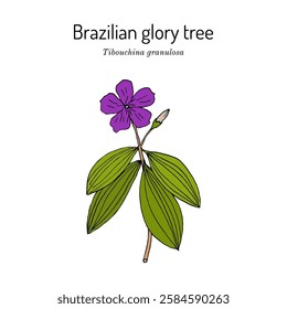 Brazilian glory tree or princess flower (Tibouchina granulosa or Pleroma granulosum), ornamental plant. Hand drawn botanical vector illustration