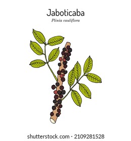 Brazilian grapetree, or jaboticaba (Plinia cauliflora), edible and medicinal plant. Hand drawn botanical vector illustration