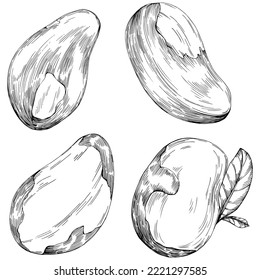 Brazilian nut or Brazil nut hand-drawn Vector Illustration isolated on background. Retro style farm product for restaurant menu, market label, logo, emblem, kitchen design. Decoration for packaging