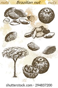 Brazilian nut set of vector sketches on an abstract background