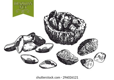 Brazilian nut set of vector sketches on white background