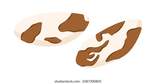 Brazilian nuts. Pecan peeled whole seeds. Vegan food ingredients. Vector illustration isolated on white background