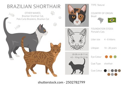 Brazilian shorthair Cat clipart. All coat colors set.  All cat breeds characteristics infographic. Vector illustration